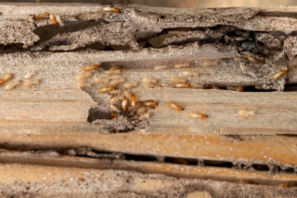 Best Affordable Pest Control Services  in Mackinac Island, MI